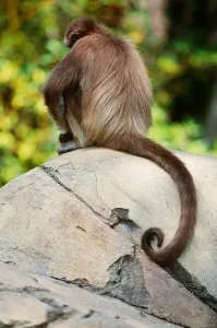 Central American Fauna Prints: Spider Monkey (Ateles belzebuth)