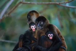 Endangered Animal Species Prints: Spider monkeys