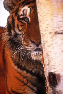 Big Cat Species Prints: Tiger