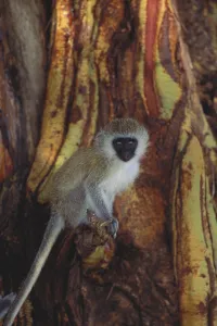 Tree Dwelling Monkeys Prints: Vervet Monkey