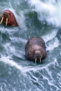 Alaska Wildlife Prints: Walrus