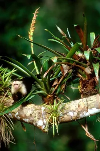 New World Monkeys Prints: White-headed Capuchin