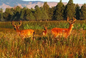 Mammal Species Prints: White-tailed deer