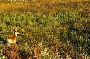 Mammal Species Prints: White-tailed Deer