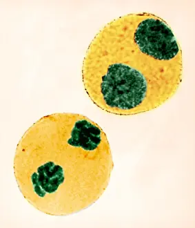 Plant Biology Images Prints: Mitosis in Trillium Cell, light micrograph