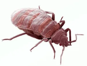 Colored Scanning Electron Micrograph Print of Bedbug Head