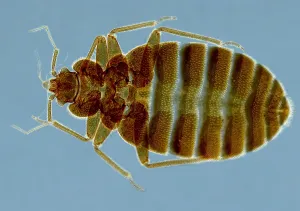 SEM Print of Bedbug Cimex Lectularius