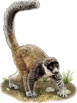 African Wildlife Art Prints: Mongoose Lemur