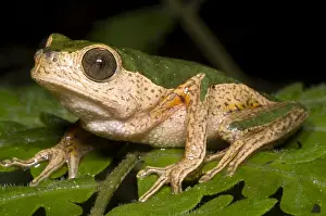 Amazon Rainforest Wildlife Prints: Monkey Frog