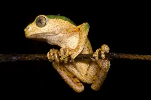 Amazon Basin Wildlife Prints: Monkey Frog