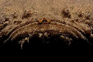 Freshwater Predator Prints: Monster Fish