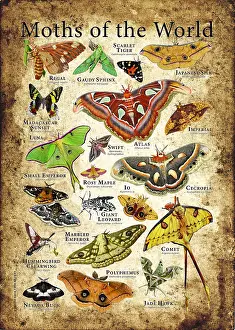 Nature Posters Prints: Moths of the World