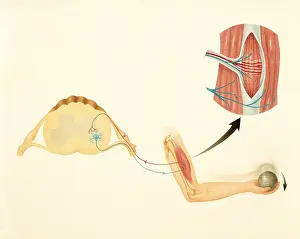 Nervous System Illustration Prints: Motor nerves and stretch reflex