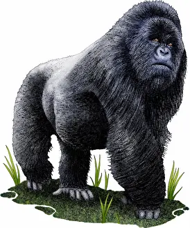 African Wildlife Art Prints: Mountain gorilla
