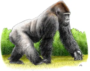 Mountain Gorilla Print (gorilla beringei beringei) - ScienceSource