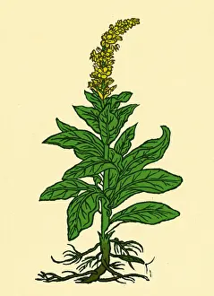 Verbascum Thapsus Prints: Mullein