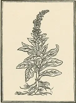 Verbascum Thapsus Prints: Mullein
