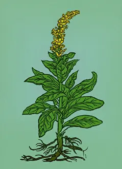 Verbascum Thapsus Prints: Mullein