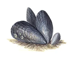 Bivalve Mollusks Prints: Mussels