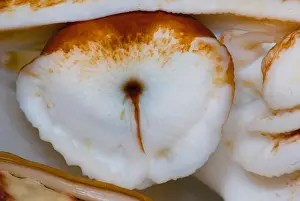 Cephalopod Species Prints: Nautilus Eye
