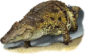 African Wildlife Art Prints: Nile Crocodile