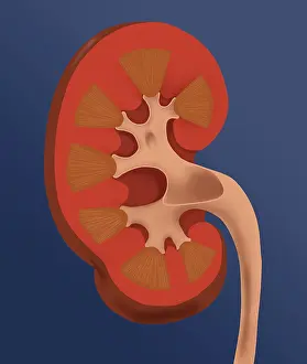 Human Kidney Anatomy Prints: Normal Human Kidney