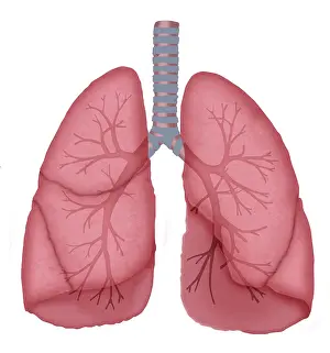 Human Anatomy Illustrations Prints: Normal lungs