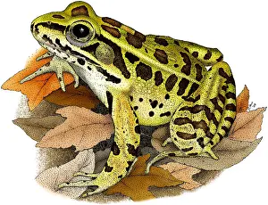 Nature Posters Prints: Northern Leopard Frog