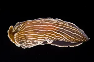 California Marine Life Prints: Nudibranch