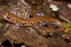 Mountain Wildlife Prints: Ocoee Salamander