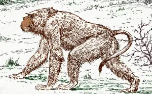 Old World Monkey Prints: Old World Monkey, Extinct Animals