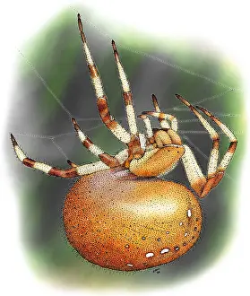 Araneidae Family Spiders Prints: Orb-Weaver Spider
