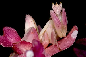 Thai Wildlife Images Prints: Orchid Mantis