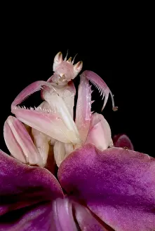 Thai Wildlife Photography Prints: Orchid Mantis
