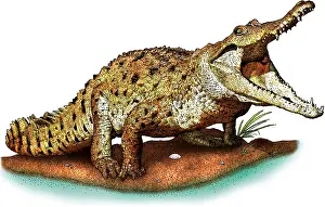 Squamate Species Prints: Orinoco crocodile