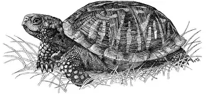 Reptile Illustrations Prints: Ornate Box Turtle