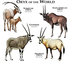 Prints of Collage of all extant species of oryx Ungulates Prints: Oryx Species Print - A Collage of All Extant Oryx