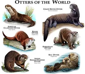 Prints of Collage of various species of otter Sea Otter Prints: Otter Species Print: Colorful Otter Collage