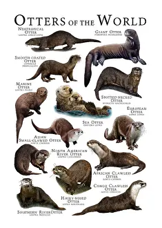 Otter Species Prints: Otters of the World