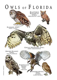 Owls of Florida Print