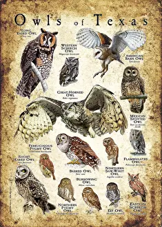 Birds Of Prey Illustrations Prints: Owls of Texas