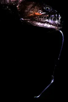 Deep Sea Fish Prints: Pacific Blackdragon