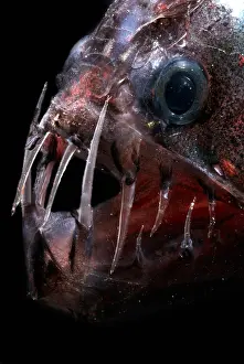 Pacific Viperfish Print, a 1000-foot depth specimen