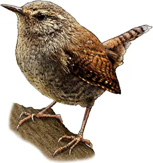 Wildlife Animal Illustrations Prints: Pacific Wren