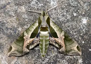 Lepidoptera Species Pictures Prints: Pandorus Sphinx Moth, Eumorpha pandorus