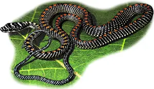 Snake Illustration Prints: Paradise Tree Snake