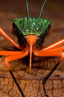 Amazon Rainforest Insects Prints: Passion Vine Bug
