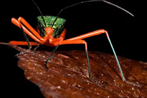 Amazon Rainforest Animals Prints: Passion Vine Bug