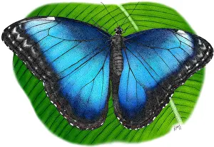 Blue Morpho Butterfly Prints: Peleides Blue Morpho
