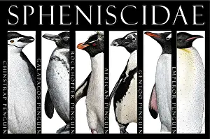Wildlife Aquatic Birds Prints: Penguins of the World